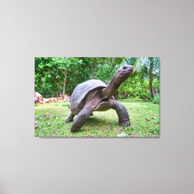 Aldabra, gigantisk sköldpadda canvastryck (Framsida)