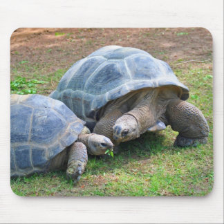 Aldabra sköldpaddor Mousepad Musmatta