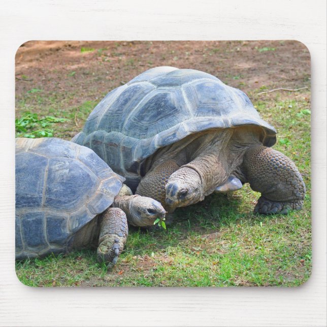 Aldabra sköldpaddor Mousepad Musmatta (Framsidan)