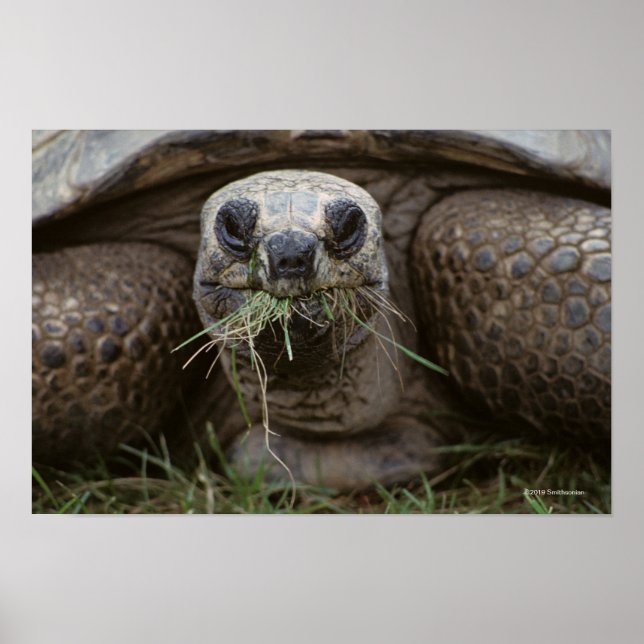 Aldabra Tortoise Grazing Poster (Framsidan)