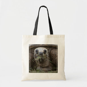 Aldabra Tortoise Grazing Tygkasse