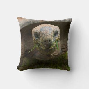 Aldabra Tortoise Matande Kudde