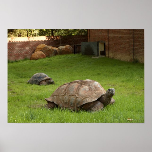 Aldabra Tortoises in Grass Poster (Framsidan)