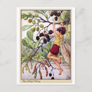 Alder Fairy Vykort