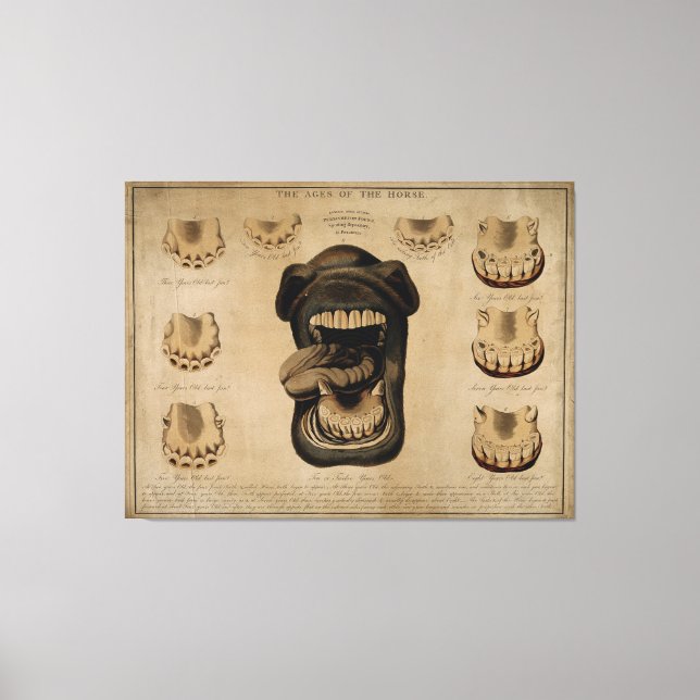 Ålder för horsmunnstynga näsfärgade näsdukar canvastryck (Framsida)