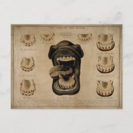 Ålder för horsmunnstynga näsfärgade näsdukar vykort