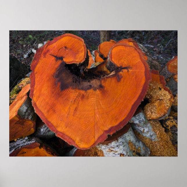 Alder Heart - Poster (Framsidan)