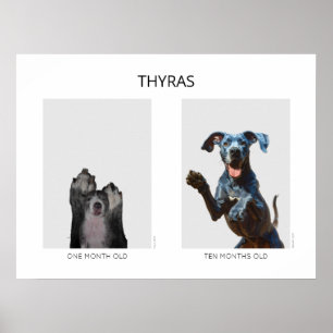 Åldrande personlig Grand Danois  Poster