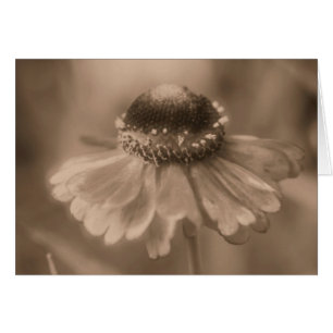 Åldras Sepia Daisy Blomsterfotografi Card OBS Kort