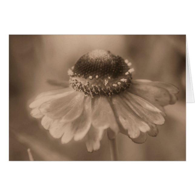 Åldras Sepia Daisy Blomsterfotografi Card OBS Kort (Framsidan Horizontal)