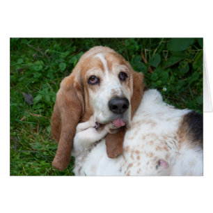 Äldre Basset Hälsningskort