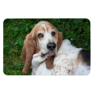 Äldre Basset Magnet