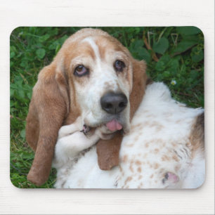 Äldre Basset Musmatta