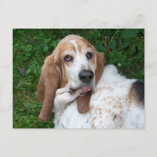 Äldre Basset Vykort