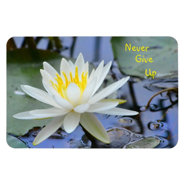 Aldrig Ge Up Vatten Lily Magnet (Horisontell)