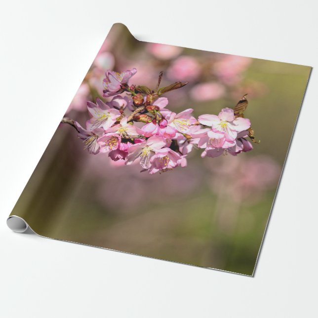 Aldrig upphöra med Blommarna av Sakura Cherry Presentpapper (Utrullad)