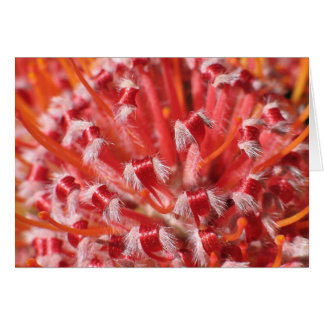 Alemany skönhet hälsningskort