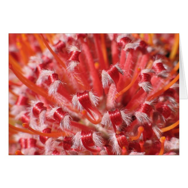 Alemany skönhet hälsningskort (Framsidan Horizontal)