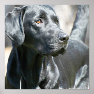 Alert Black Labrador Retriever Hund Poster