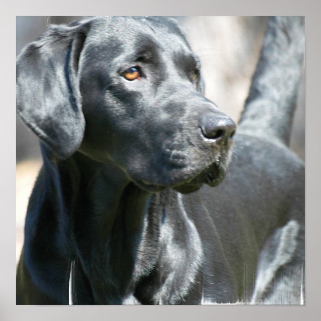Alert Black Labrador Retriever Hund Poster (Framsidan)