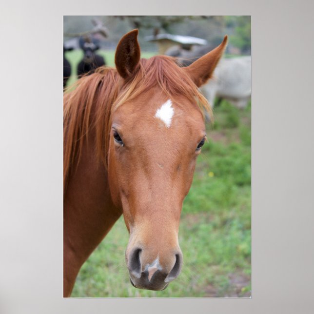 Alert Brown Horse Close-up Poster (Framsidan)