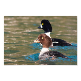 Alert Goldeneye Fototryck