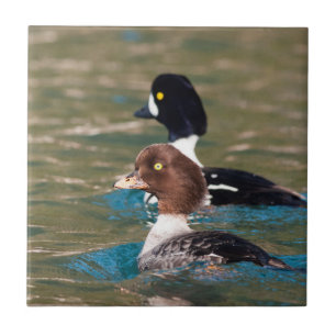 Alert Goldeneye Kakelplatta