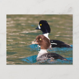 Alert Goldeneye Vykort