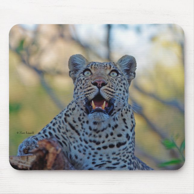 Alert Leopard Musmatta (Framsidan)
