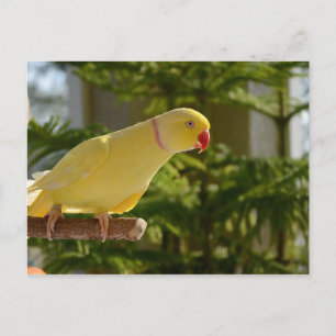 Alert Lutino Indian Ringnacke Vykort