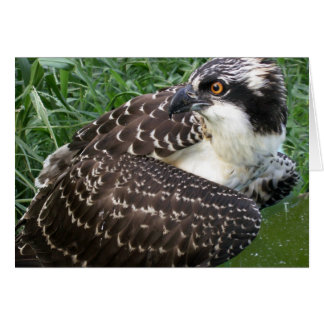Alert Osprey Hälsningskort