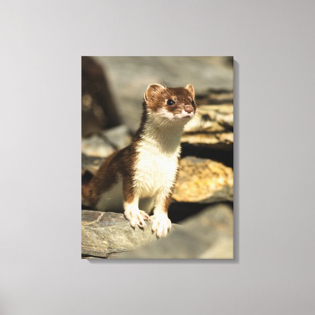 Alert Weasel Canvastryck (Framsida)