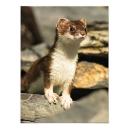 Alert Weasel Fototryck