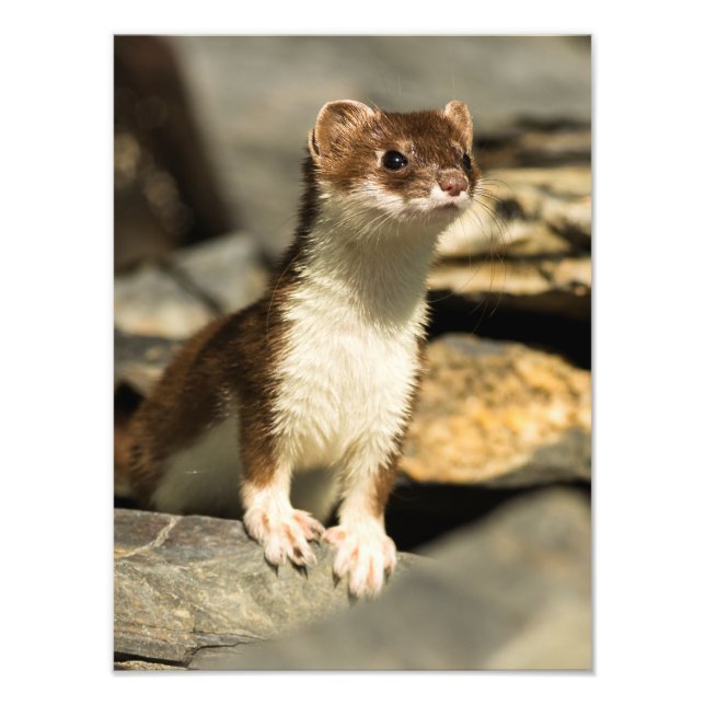 Alert Weasel Fototryck (Framsidan)
