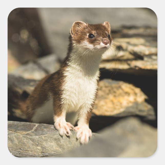 Alert Weasel Fyrkantigt Klistermärke (Framsida)