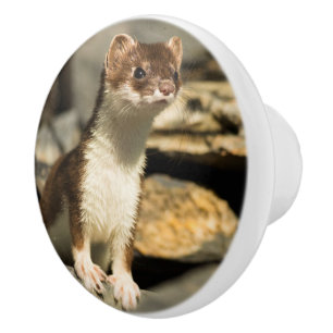 Alert Weasel Knopp