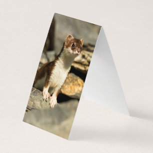 Alert Weasel Kort