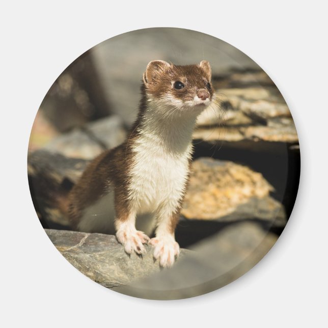 Alert Weasel Magnet (Framsidan)