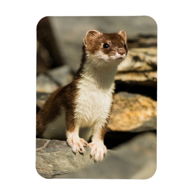 Alert Weasel Magnet (Vertikal)