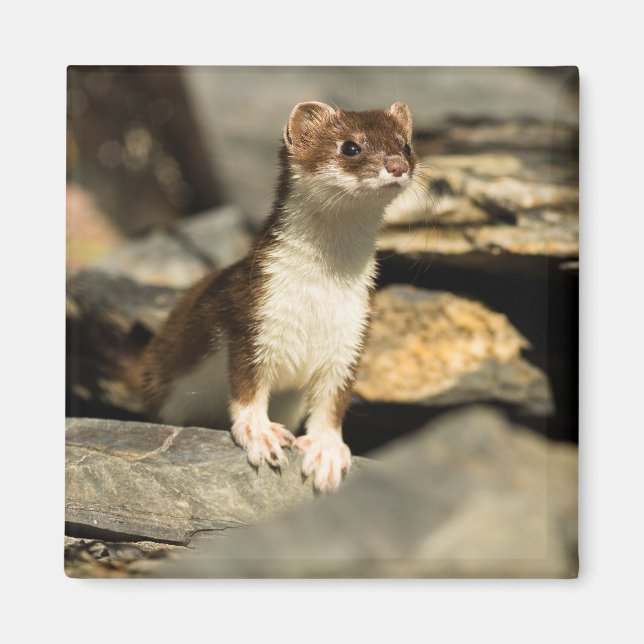 Alert Weasel Magnet (Framsidan)