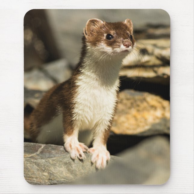 Alert Weasel Musmatta (Framsidan)