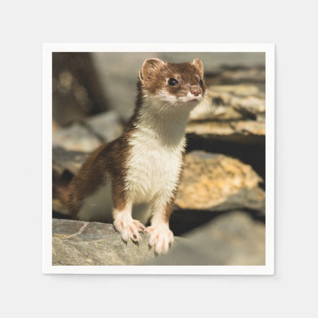 Alert Weasel Pappersservett (Framsidan)