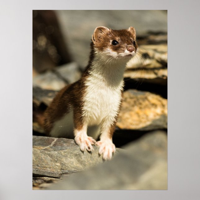 Alert Weasel Poster (Framsidan)