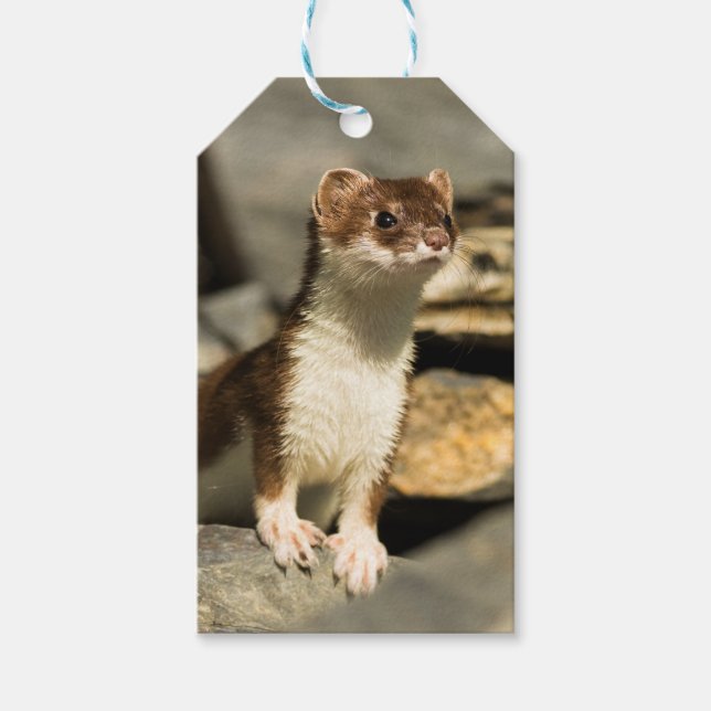 Alert Weasel Presentetikett (Framsidan)
