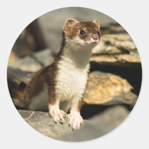 Alert Weasel Runt Klistermärke