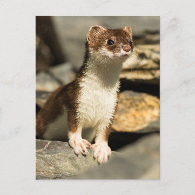 Alert Weasel Vykort (Framsida)