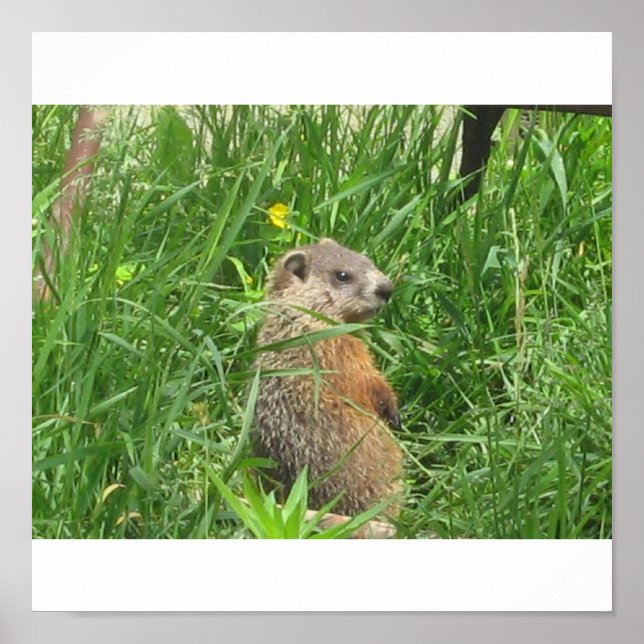 Alerted Groundhog Poster (Framsidan)