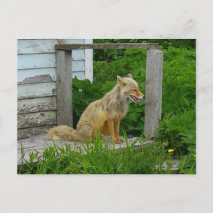 Aleutian Fox i Unalaska, Alaska Vykort