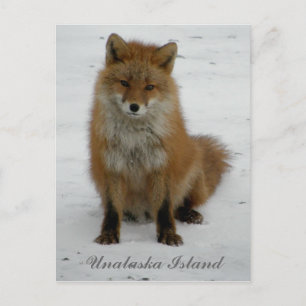 Aleutian Fox i Winter, Unalaska Island Vykort