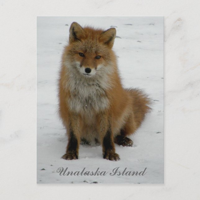 Aleutian Fox i Winter, Unalaska Island Vykort (Framsida)